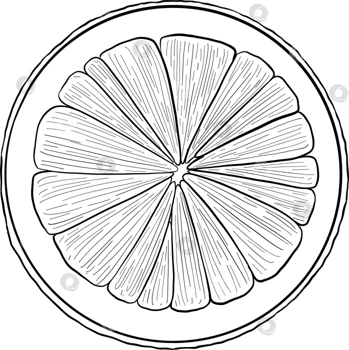 Скачать Набор нарисованных тушью тропических цветов, листьев и фруктов. Для меню, упаковки косметики и продуктов питания, книжек-раскрасок и гравюрных украшений. фотосток Ozero