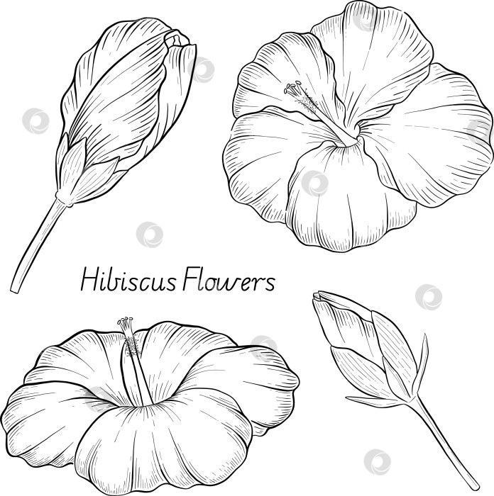 Скачать Набор нарисованных тушью тропических цветов, листьев и фруктов. Для меню, упаковки косметики и продуктов питания, книжек-раскрасок и гравюрных украшений. фотосток Ozero