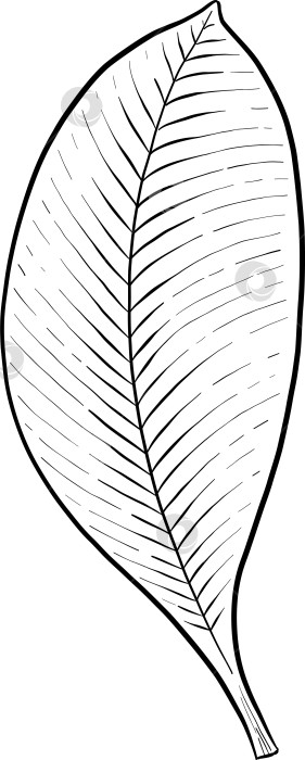 Скачать Набор нарисованных тушью тропических цветов, листьев и фруктов. Для меню, упаковки косметики и продуктов питания, книжек-раскрасок и гравюрных украшений. фотосток Ozero