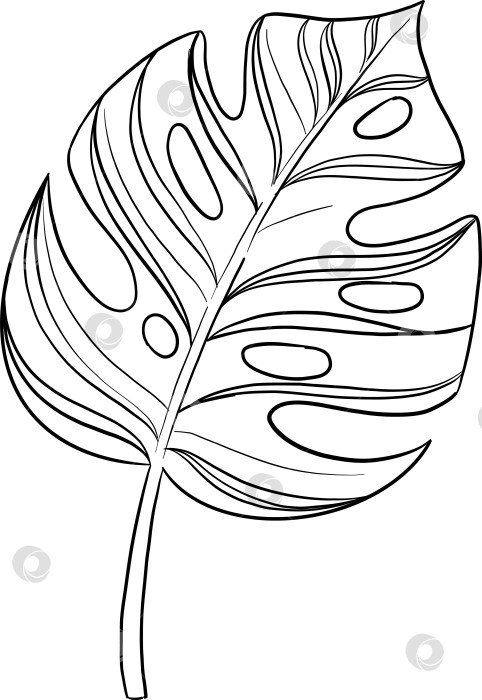 Скачать Набор нарисованных тушью тропических цветов, листьев и фруктов. Для меню, упаковки косметики и продуктов питания, книжек-раскрасок и гравюрных украшений. фотосток Ozero