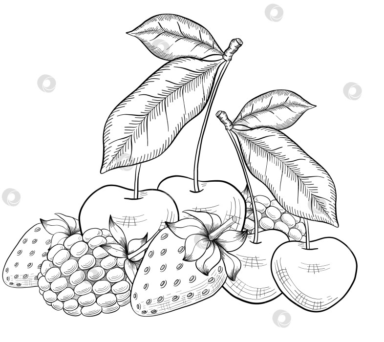 Скачать Набор нарисованных тушью тропических цветов, листьев и фруктов. Для меню, упаковки косметики и продуктов питания, книжек-раскрасок и гравюрных украшений. фотосток Ozero
