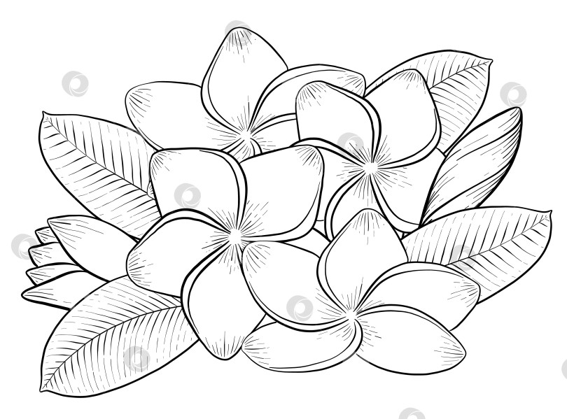 Скачать Набор нарисованных тушью тропических цветов, листьев и фруктов. Для меню, упаковки косметики и продуктов питания, книжек-раскрасок и гравюрных украшений. фотосток Ozero