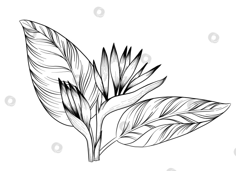 Скачать Набор нарисованных тушью тропических цветов, листьев и фруктов. Для меню, упаковки косметики и продуктов питания, книжек-раскрасок и гравюрных украшений. фотосток Ozero