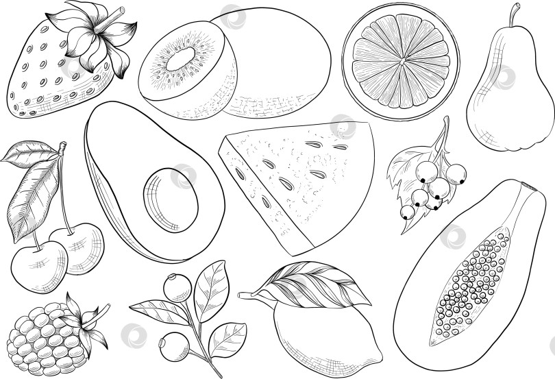 Скачать Набор нарисованных тушью тропических цветов, листьев и фруктов. Для меню, упаковки косметики и продуктов питания, книжек-раскрасок и декоративных гравюр. фотосток Ozero