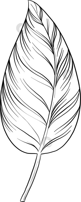 Скачать Набор нарисованных тушью тропических цветов, листьев и фруктов. Для меню, упаковки косметики и продуктов питания, книжек-раскрасок и гравюрных украшений. фотосток Ozero