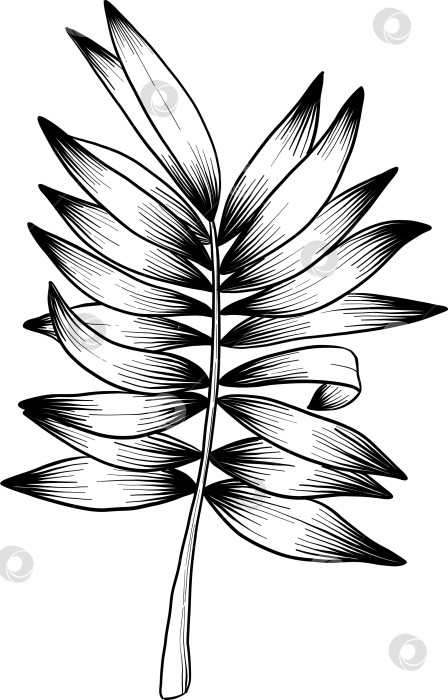 Скачать Набор нарисованных тушью тропических цветов, листьев и фруктов. Для меню, упаковки косметики и продуктов питания, книжек-раскрасок и гравюрных украшений. фотосток Ozero