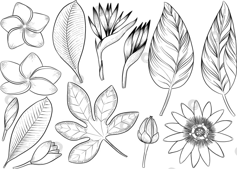 Скачать Набор нарисованных тушью тропических цветов, листьев и фруктов. Для меню, упаковки косметики и продуктов питания, книжек-раскрасок и декоративных гравюр. фотосток Ozero