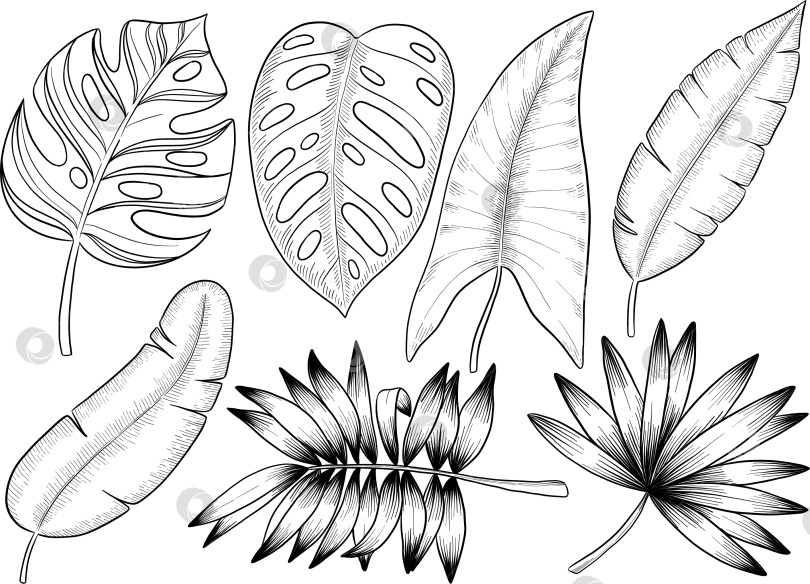 Скачать Набор нарисованных тушью тропических цветов, листьев и фруктов. Для меню, упаковки косметики и продуктов питания, книжек-раскрасок и гравюрных украшений. фотосток Ozero