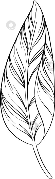 Скачать Набор нарисованных тушью тропических цветов, листьев и фруктов. Для меню, упаковки косметики и продуктов питания, книжек-раскрасок и гравюрных украшений. фотосток Ozero