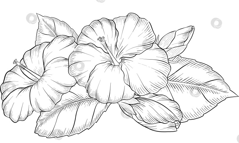 Скачать Набор нарисованных тушью тропических цветов, листьев и фруктов. Для меню, упаковки косметики и продуктов питания, книжек-раскрасок и гравюрных украшений. фотосток Ozero