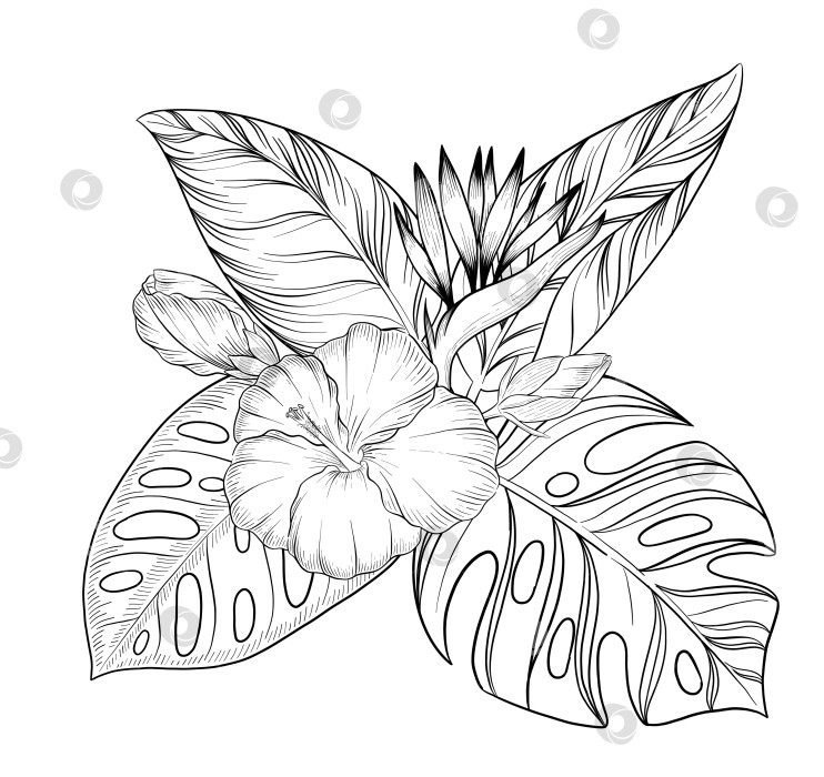 Скачать Набор нарисованных тушью тропических цветов, листьев и фруктов. Для меню, упаковки косметики и продуктов питания, книжек-раскрасок и гравюрных украшений. фотосток Ozero