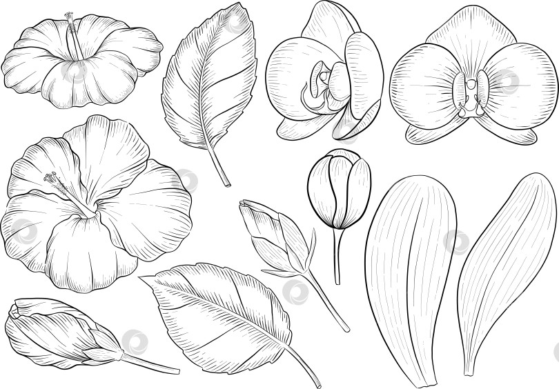 Скачать Набор нарисованных тушью тропических цветов, листьев и фруктов. Для меню, упаковки косметики и продуктов питания, книжек-раскрасок и гравюрных украшений. фотосток Ozero