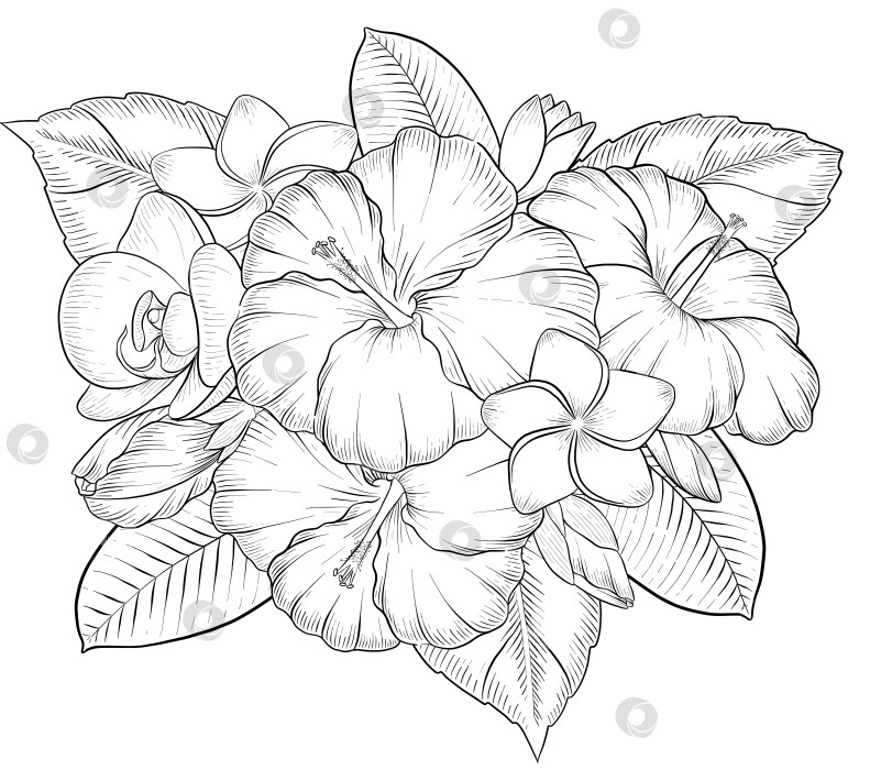 Скачать Набор нарисованных тушью тропических цветов, листьев и фруктов. Для меню, упаковки косметики и продуктов питания, книжек-раскрасок и гравюрных украшений. фотосток Ozero