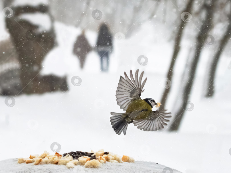 Скачать По снегу летит птица, а за ней идет пара фотосток Ozero