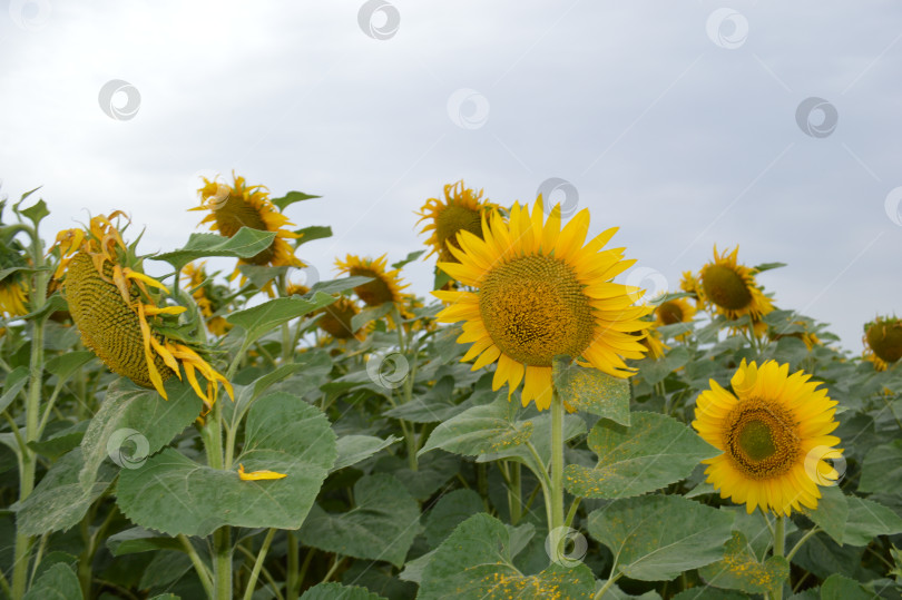 Скачать Подсолнух фотосток Ozero