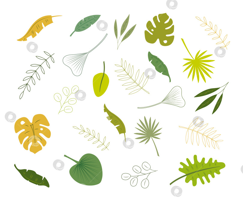 Скачать Большой набор из 23 различных пальмовых листьев. Рисованная цветная векторная иллюстрация для ваших проектов. фотосток Ozero