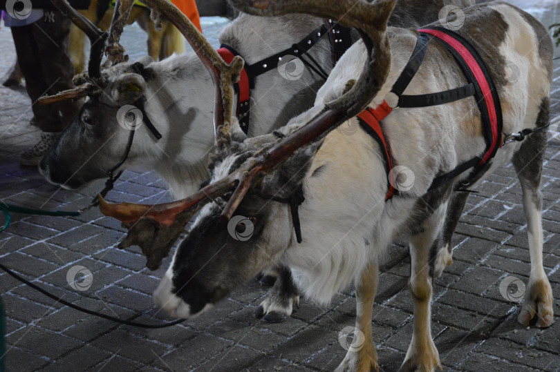 Скачать Северные олени фотосток Ozero