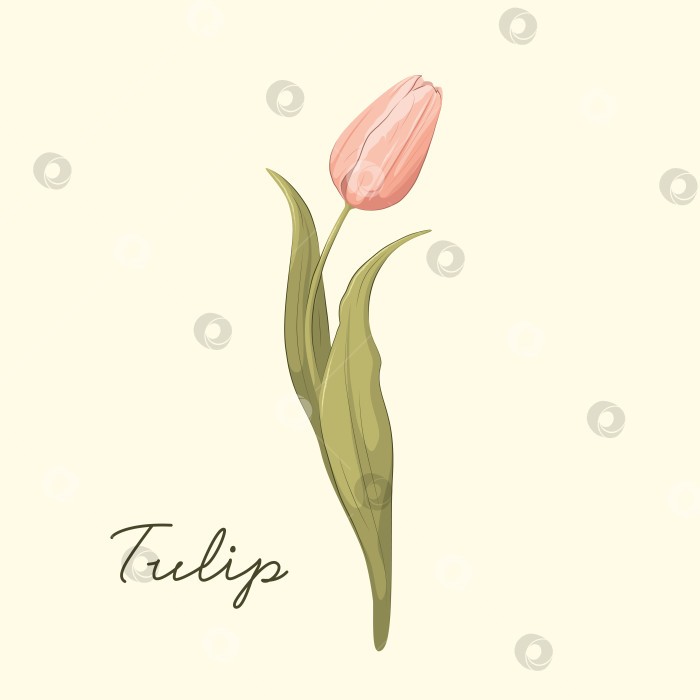 Скачать Цветок розового тюльпана фотосток Ozero