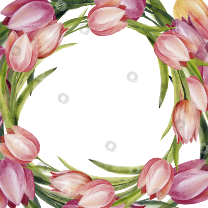 Скачать Акварельный венок из розовых тюльпанов с возможностью копирования. Элегантная весенняя цветочная рамка для оформления свадебных приглашений, поздравительных открыток с 8 марта, шаблонов ко Дню матери, празднованию дня рождения и женственного сезонного бренда. фотосток Ozero