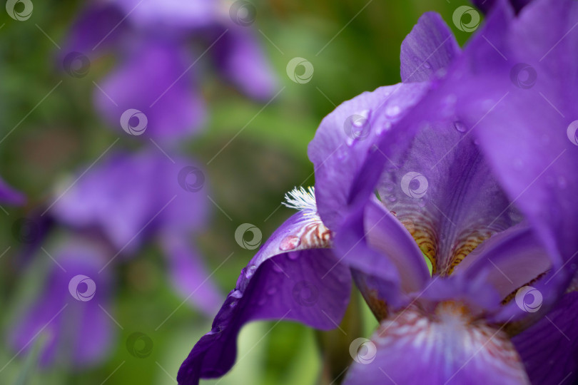 Скачать Капли дождя на лепестках цветущего ириса. Фиолетовый цветок ириса покрыт каплями воды после дождя. Капли росы на цветке бородатого ириса. Обои крупным планом с размытым фоном и пространством для копирования. фотосток Ozero