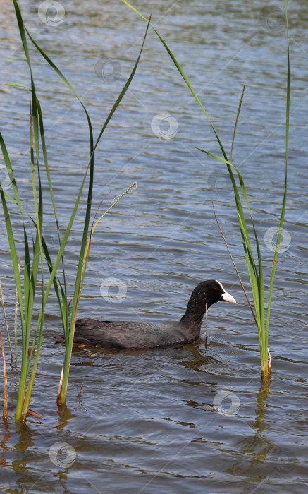 Скачать Евразийская лысуха, или обыкновенная лысуха, или австралийская лысуха (лат. Fulica atra) из семейства раллиевых, плавающая среди тростника. Взрослая водная птица. Черная красноглазая водоплавающая птица. фотосток Ozero