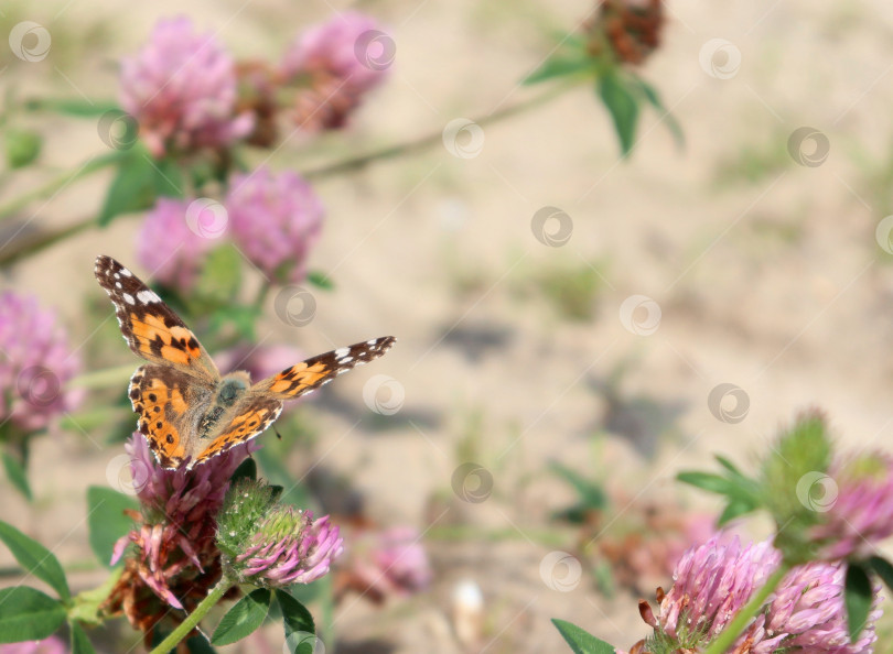 Скачать Крупный план редкой черепаховой бабочки (Nymphalis xanthomelas) на цветке трилистника (клевера). Макрос с изображением желтоногой черепаховой бабочки с пространством для копирования. фотосток Ozero