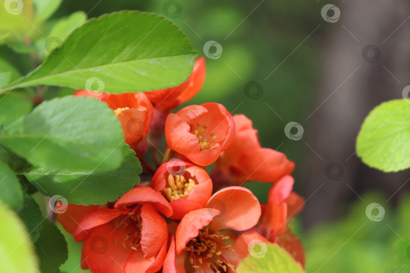 Скачать Оранжевые цветы хеномелеса, распускающиеся в весеннем саду. Цветет японская айва. При копировании объем, фон не в фокусе. Макросъемка, крупный план фотосток Ozero