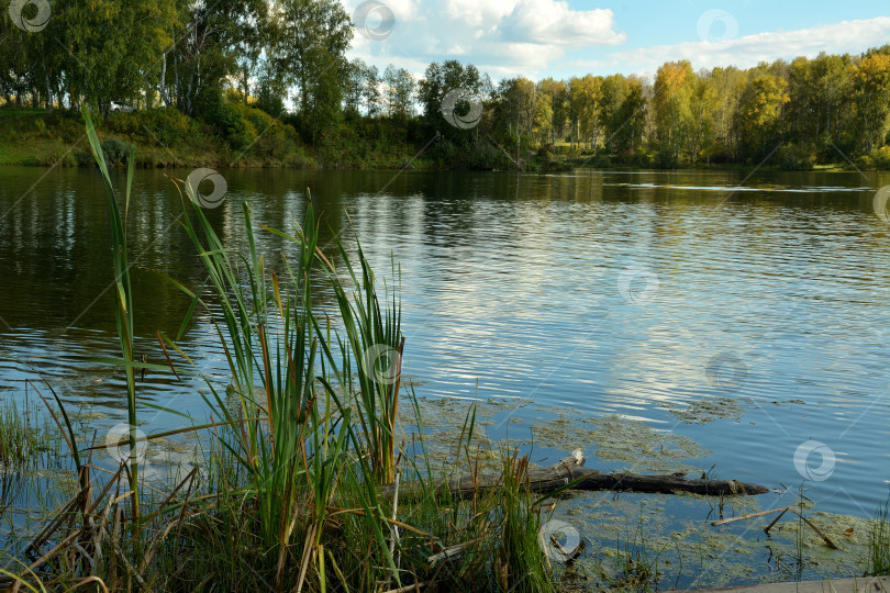 Скачать Камышовый куст на берегу красивого лесного озера с высокими берегами, заросшими кустарником, солнечным летним вечером. фотосток Ozero