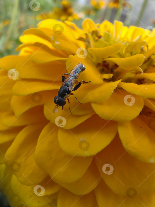 Скачать Муха фотосток Ozero