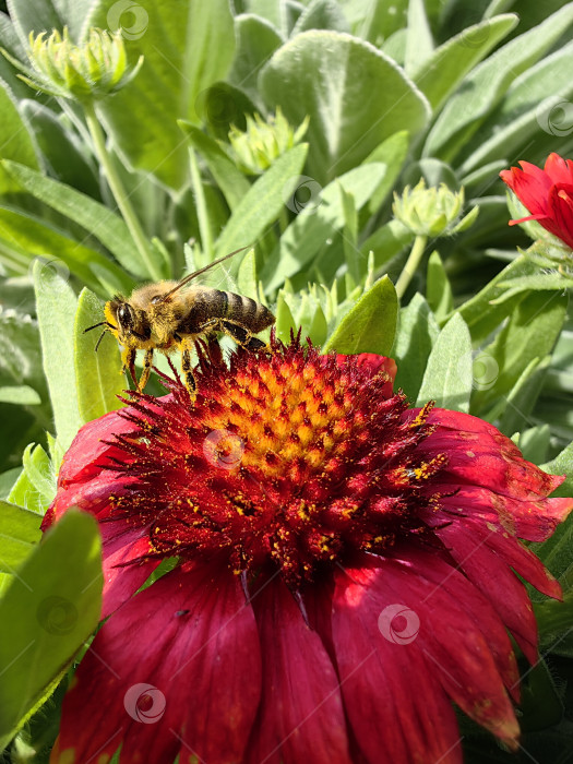 Скачать Пчела фотосток Ozero