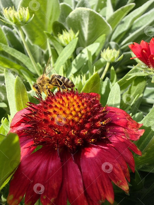 Скачать Пчела фотосток Ozero