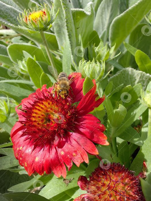 Скачать Пчела фотосток Ozero