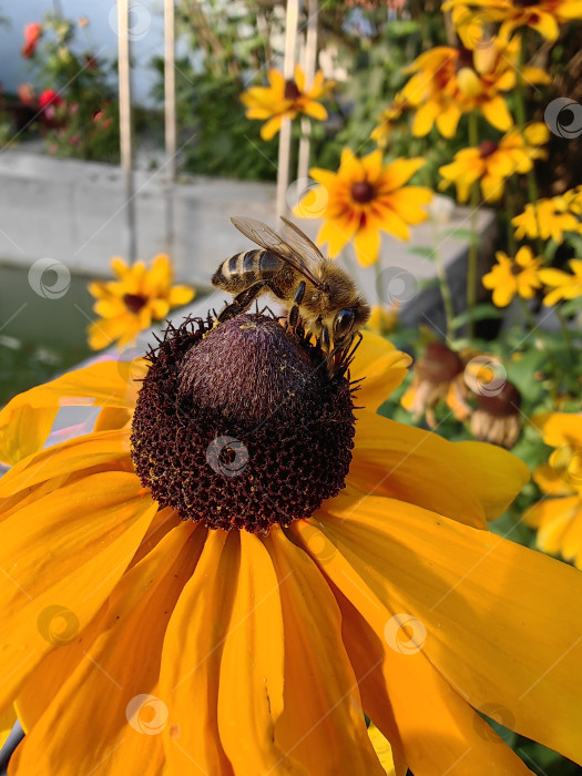 Скачать Пчела фотосток Ozero