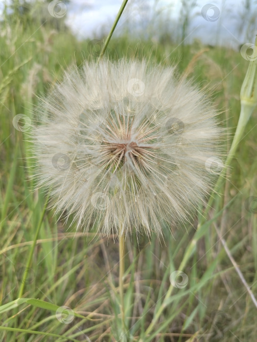 Скачать Одуванчик фотосток Ozero