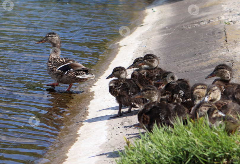 Скачать Самка дикой утки (Anas platyrhynchos) и ее утята уходят с набережной реки. Мать-кряква с детенышами на берегу. Семейство водоплавающих птиц. Выводок птенцов водоплавающих птиц. фотосток Ozero