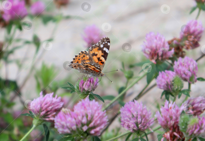 Скачать Макросъемка желтоногой черепаховой бабочки (Nymphalis xanthomelas), опыляющей цветок клевера (трилистник). Видны хоботок и усики. Детали крупным планом. фотосток Ozero