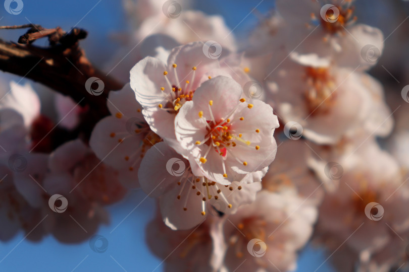 Скачать Букет нежных бледно-розовых и белых цветов на ветке сливового дерева. Подробно о цветении чернослива в весеннем саду. Макросъемка крупным планом пышной сливы в полном цвету на ветке. Видны тычинки. Размытый фон фотосток Ozero