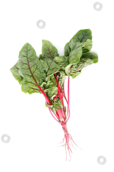 Скачать Красная листовая свекла, мангольд фотосток Ozero