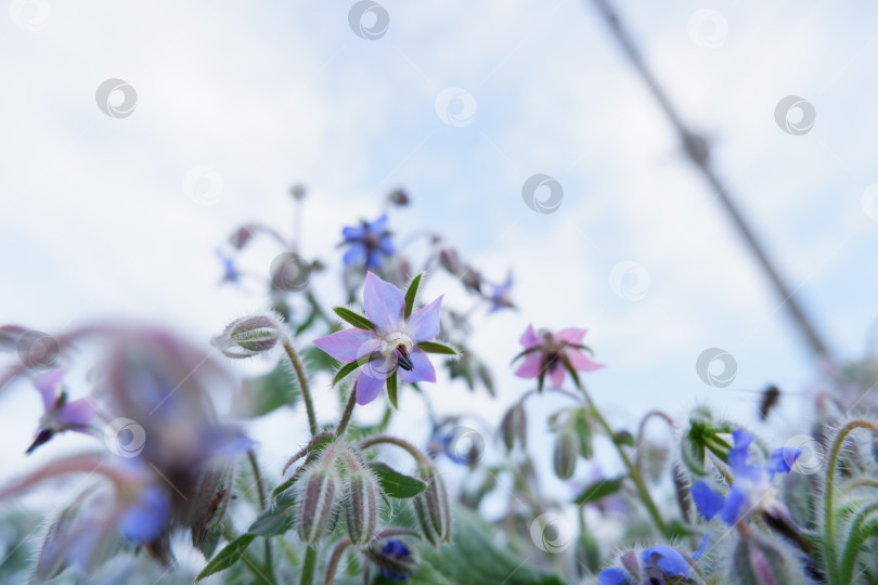 Скачать Светло-фиолетовый цветок бораго фотосток Ozero