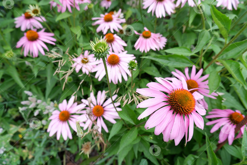 Скачать Лекарственное растение эхинацея пурпурная. Цветки эхинацеи фотосток Ozero