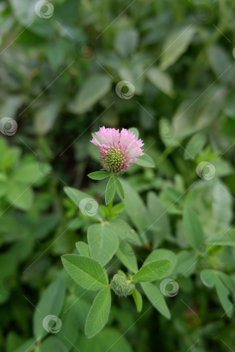 Скачать Розовый цветок клевера фотосток Ozero