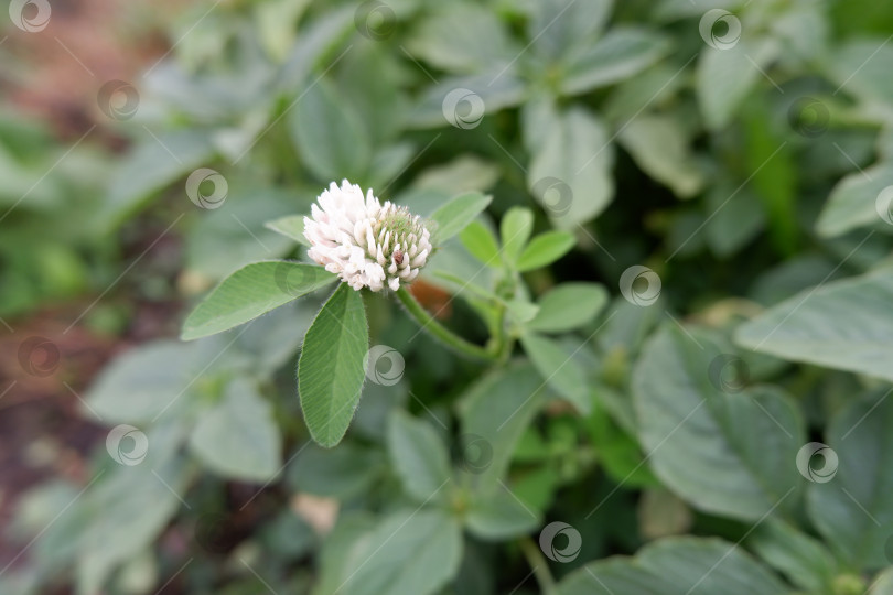 Скачать Цветок белого клевера фотосток Ozero