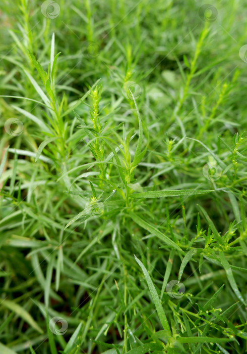 Скачать Свежие зеленые листья эстрагона. фотосток Ozero