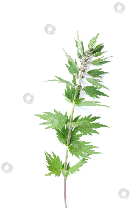 Скачать Растение Leonurus cardiaca. Маточное сусло с розовыми цветками фотосток Ozero