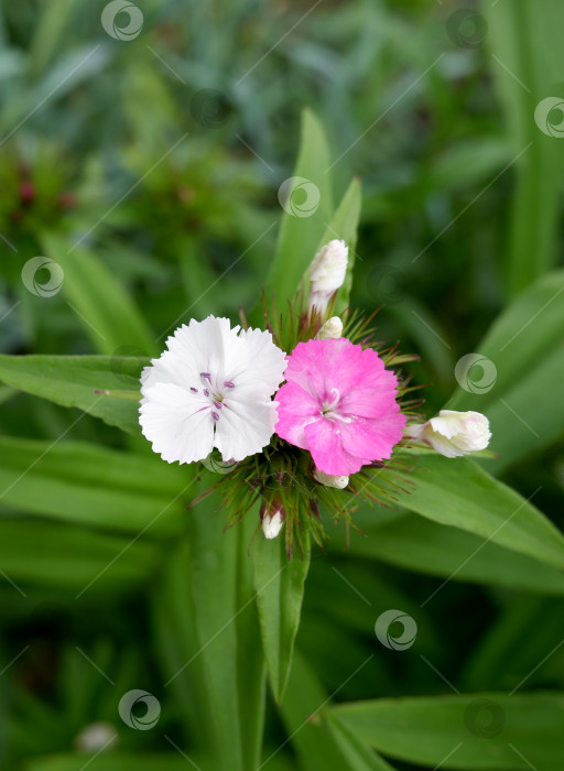 Скачать Два милых цветка Уильяма фотосток Ozero