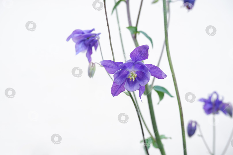 Скачать Цветок аквилегии водосборной фотосток Ozero