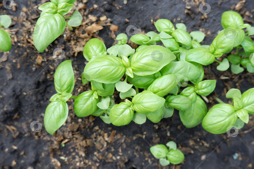 Скачать Итальянский базилик. Свежий молодой базилик растет на плодородной почве. фотосток Ozero