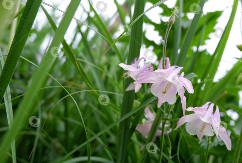 Скачать Цветок аквилегии водосборной фотосток Ozero