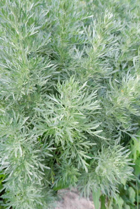 Скачать Пышный куст серебристо-зеленой полыни фотосток Ozero