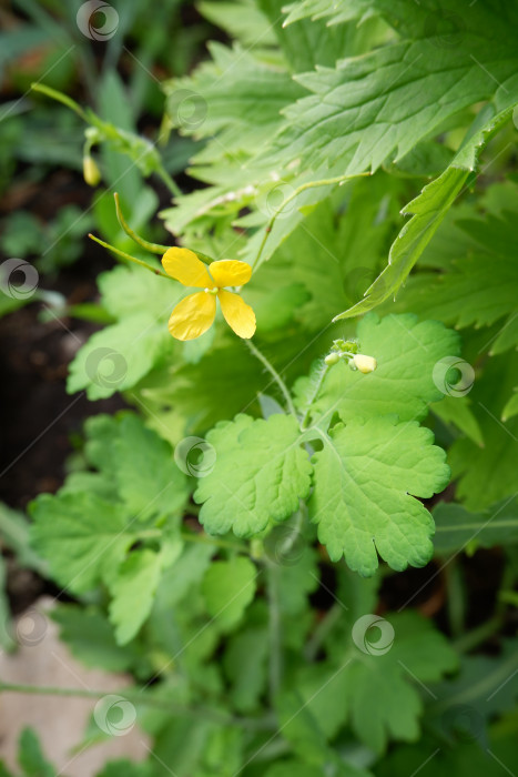 Скачать Желтые цветки чистотела. Лекарственное растение, трава хелидония фотосток Ozero